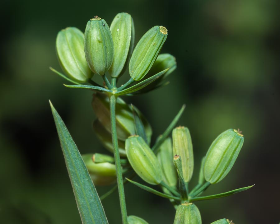 Bupleurum praealtum / Bupleuro lino-selvatico